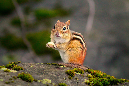 Chipmunk Enjoying a Snack