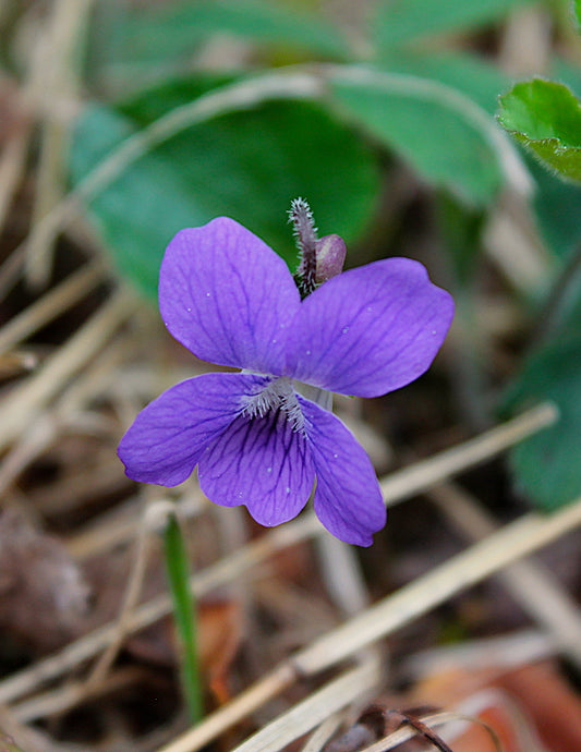 Spring Blooming in the Forest