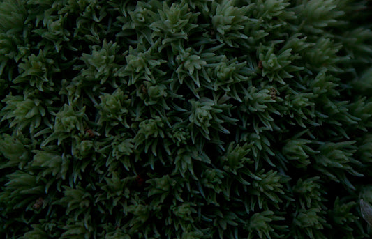 Moss Close-Up